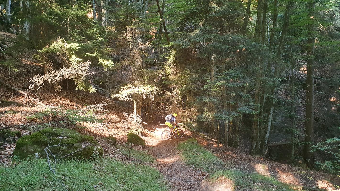 Trail durch finsteren Wald
